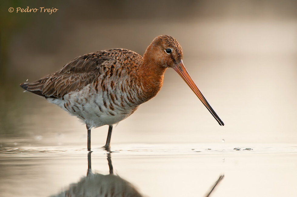 Aguja colinegra (Limosa limosa)